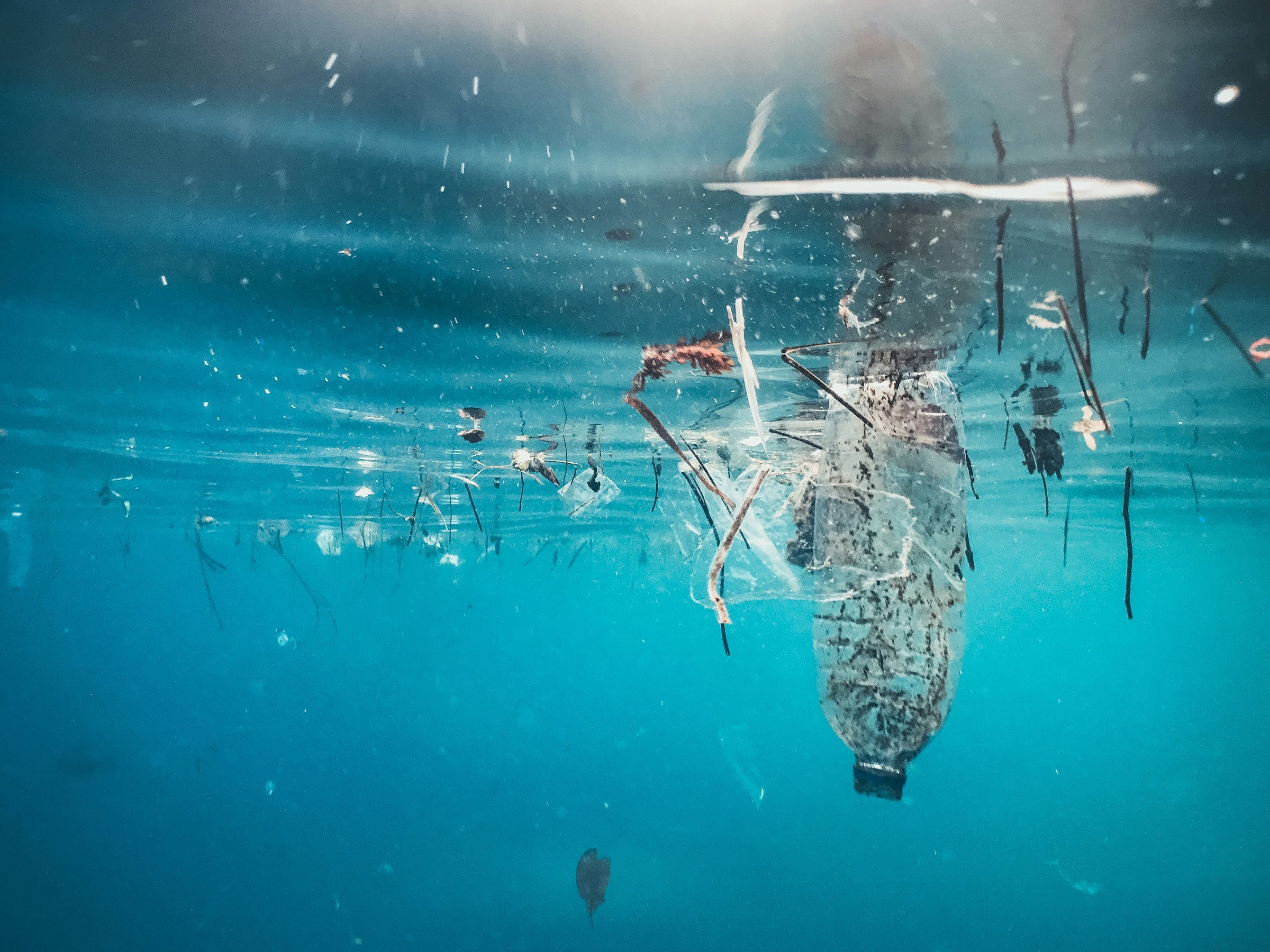 Nuovo studio rivela come le microplastiche minacciano la vita marina del Golfo del Messico
