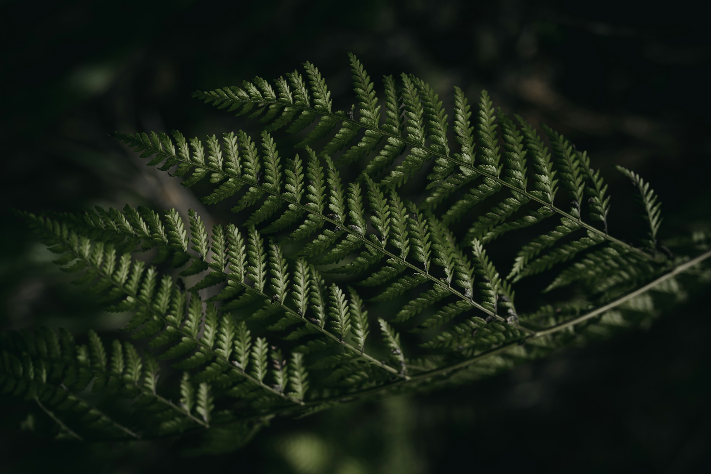 CMCC’s Jaroslav Mysiak appointed to European Commission Expert Group on Nature Credits