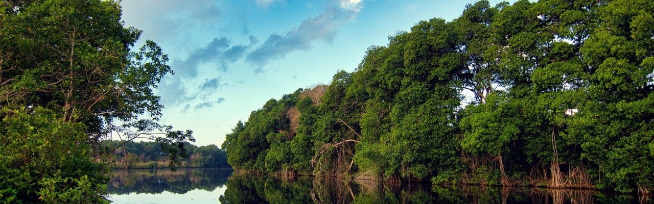 mangroves on water