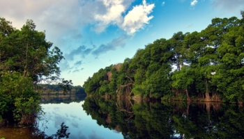 mangroves on water