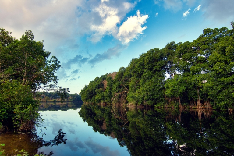 mangroves on water