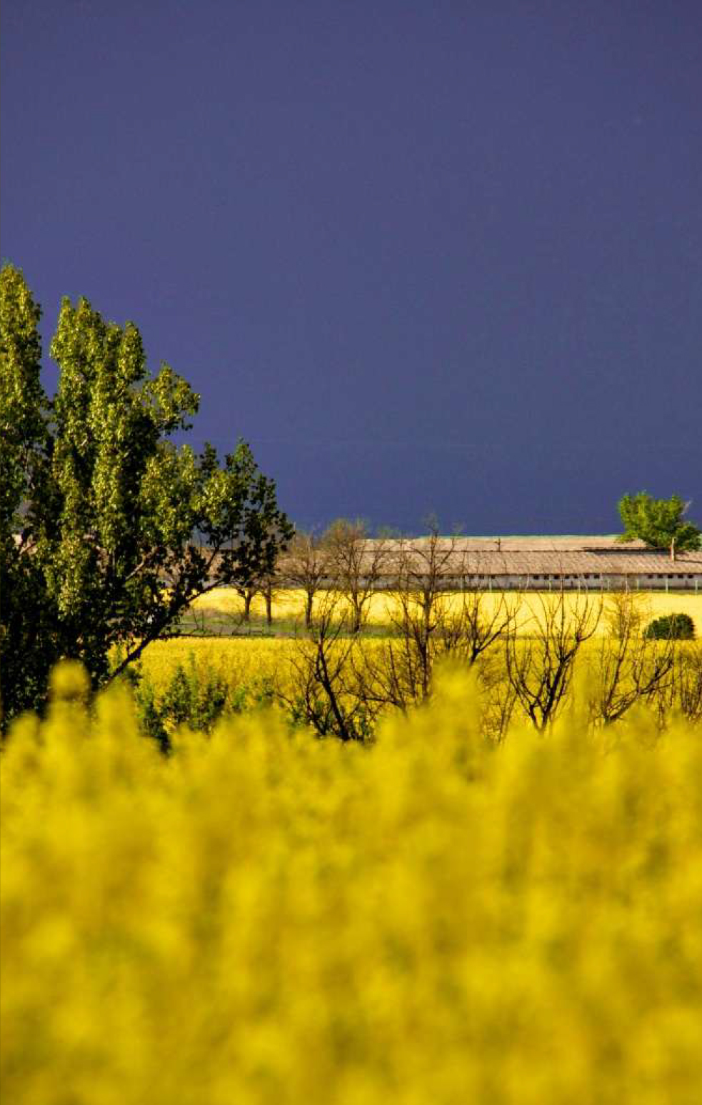 Global land potential for oil crop production by 2050: Impacts on land use, carbon and biodiversity