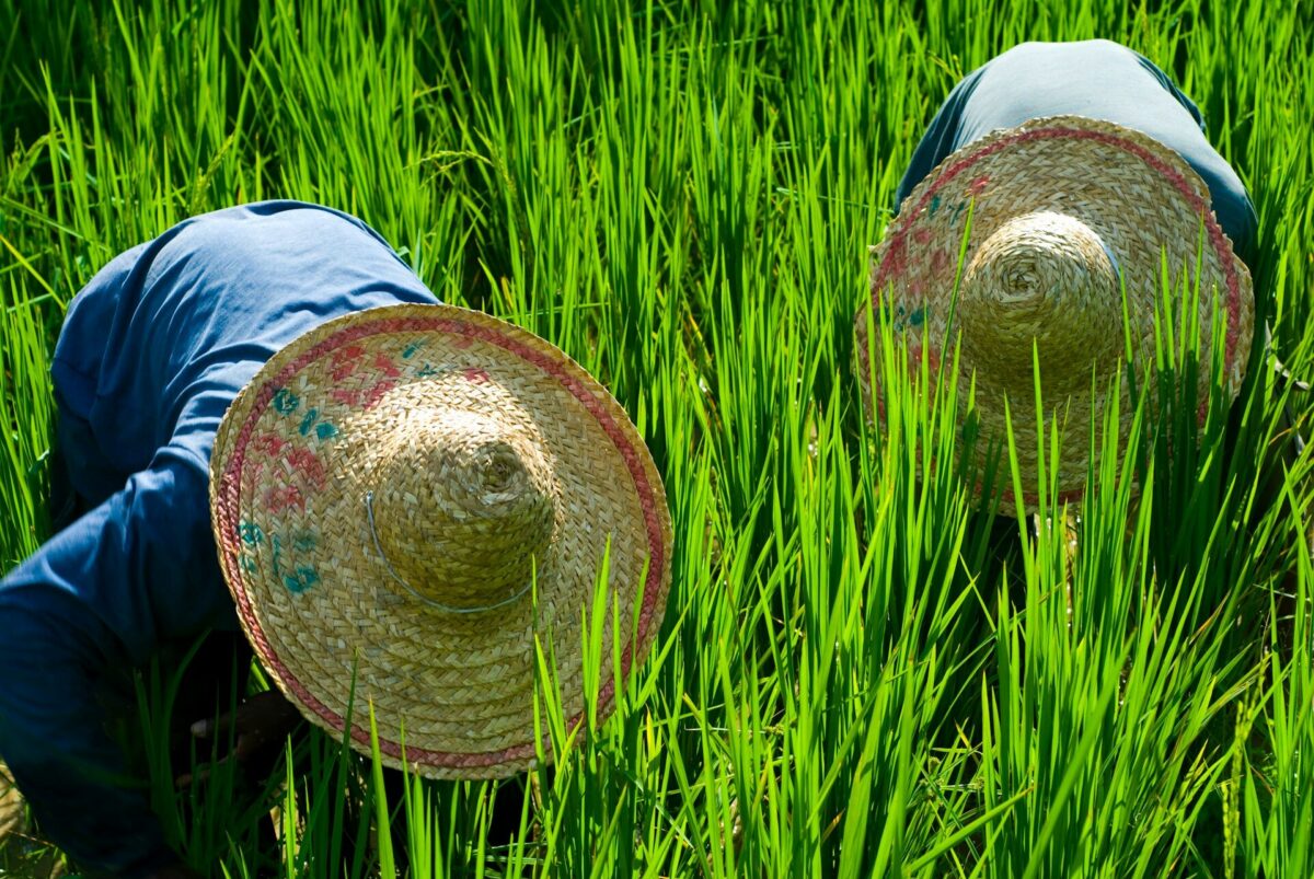 agricoltori in un campo verde