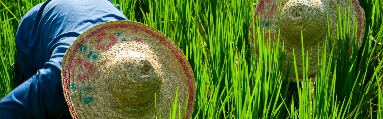 agricoltori in un campo verde