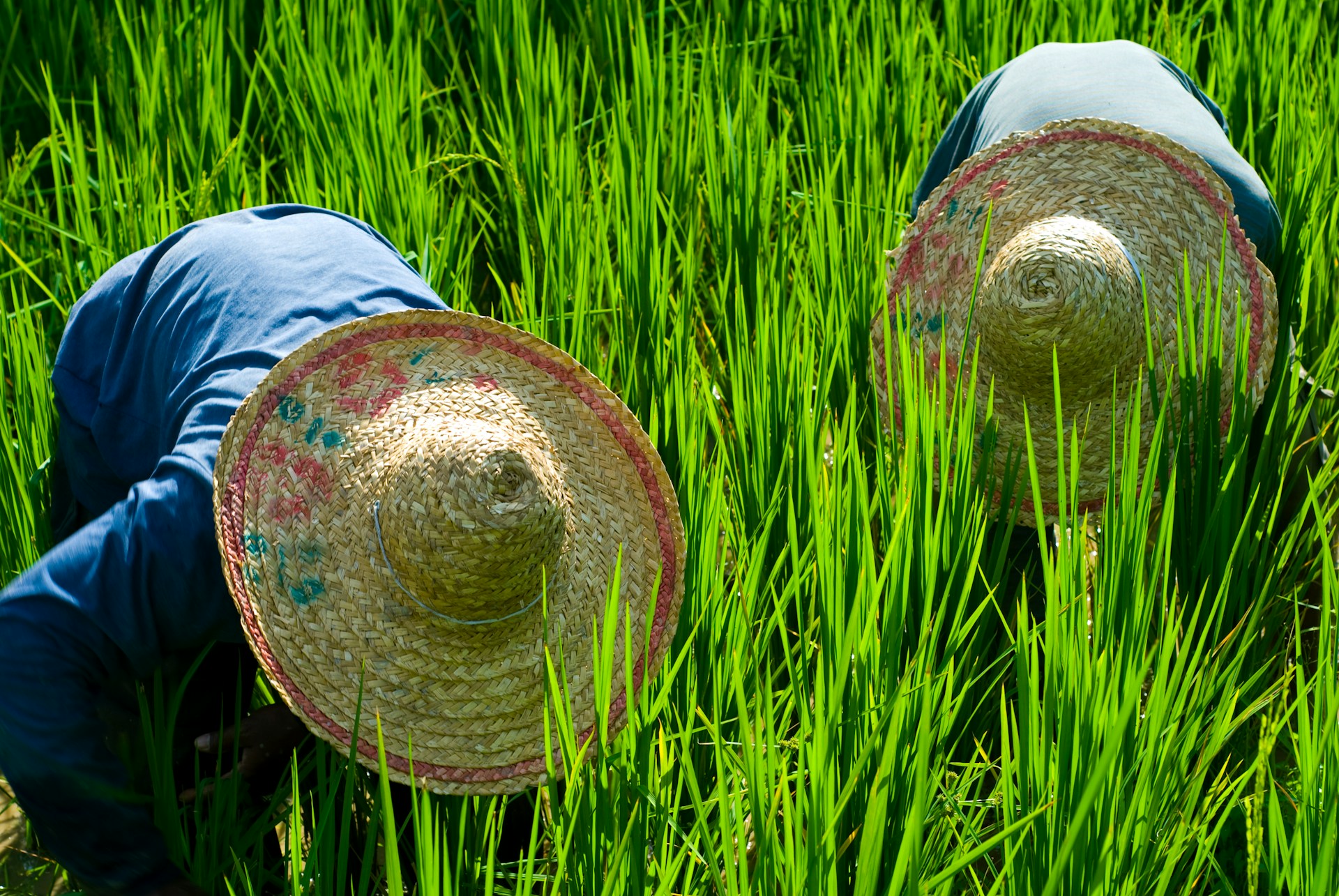 farmers in a field