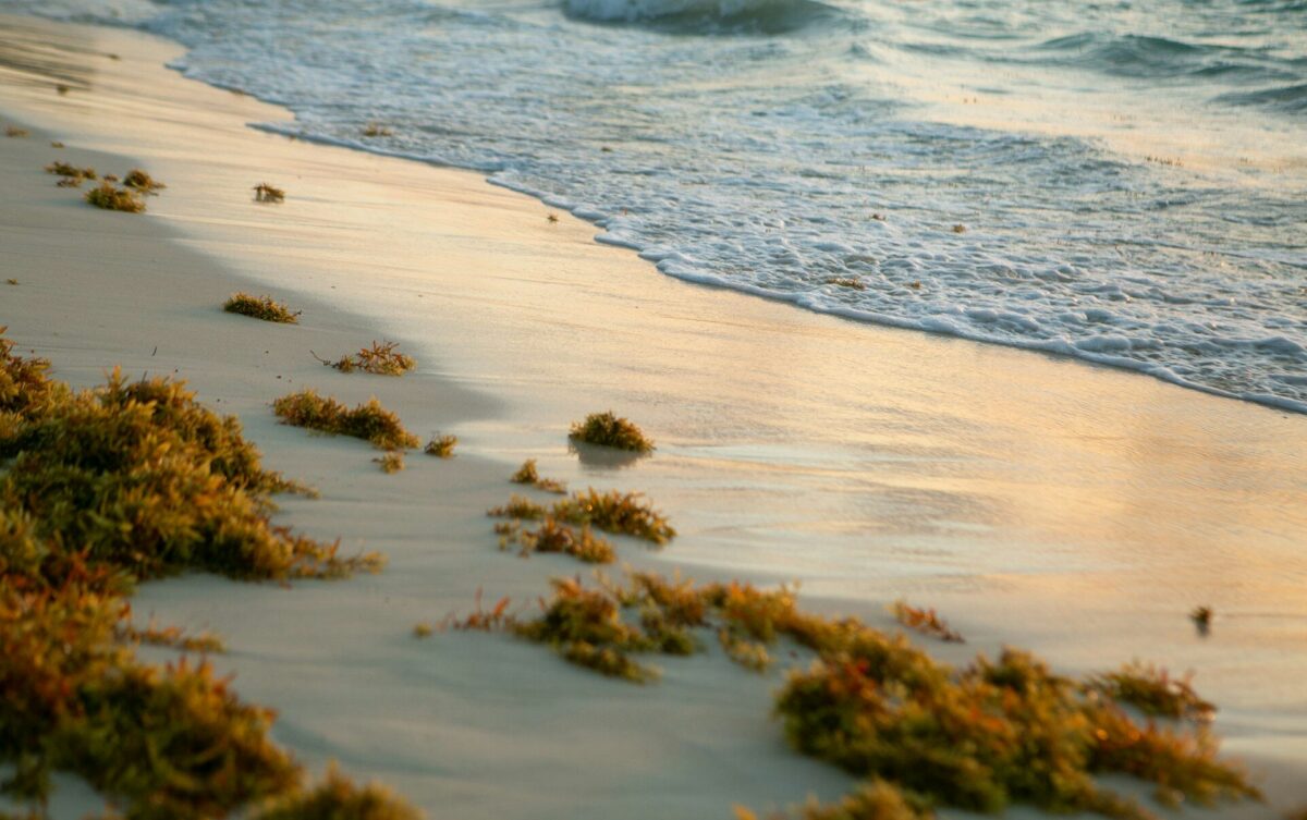 sargassum seaweed on a beack