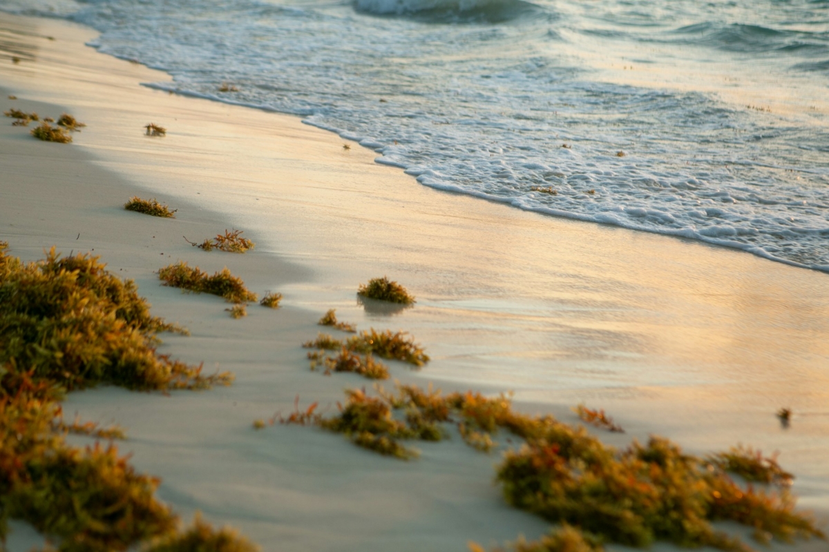 From environmental crisis to climate opportunity: New study shows how Atlantic seawe...
