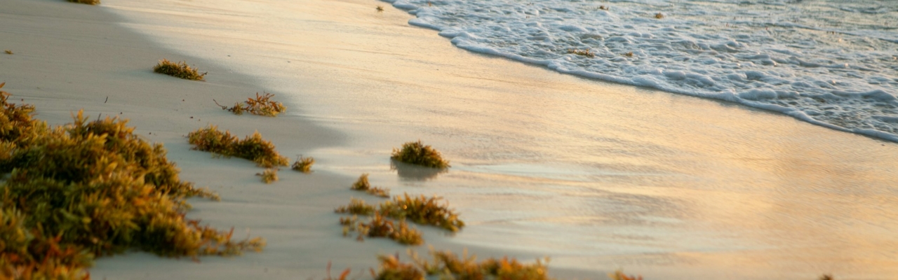 sargassum seaweed on a beack