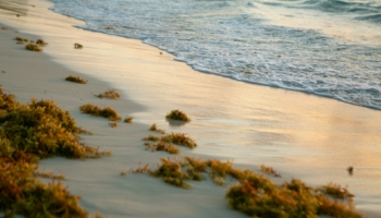 sargassum seaweed on a beack