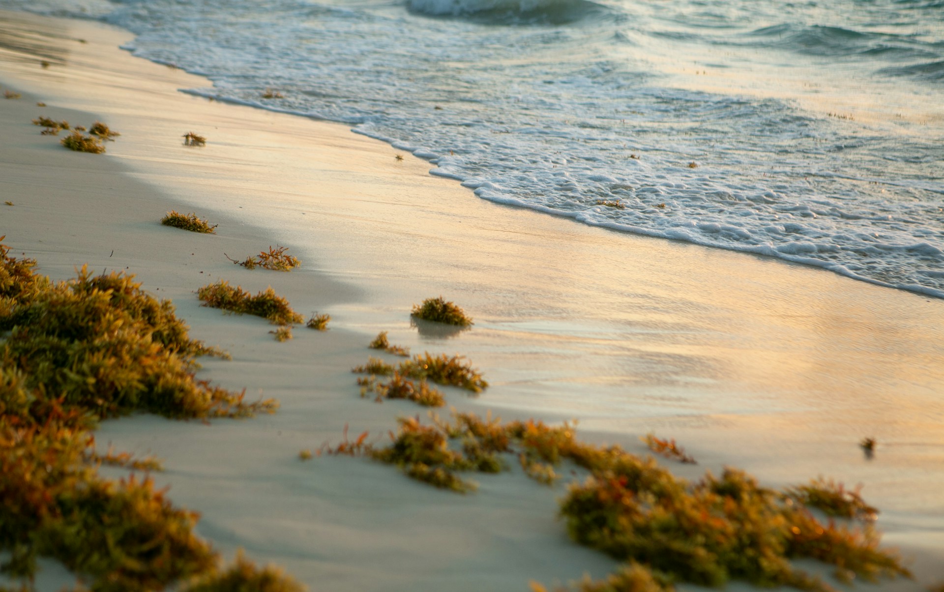 sargassum seaweed on a beack