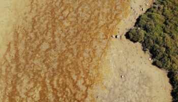 drought soil and dry vegetation, seen from above