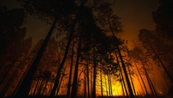wildfire