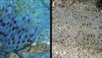 Bispira causioi sp. nov.