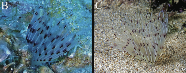 Bispira causioi sp. nov.