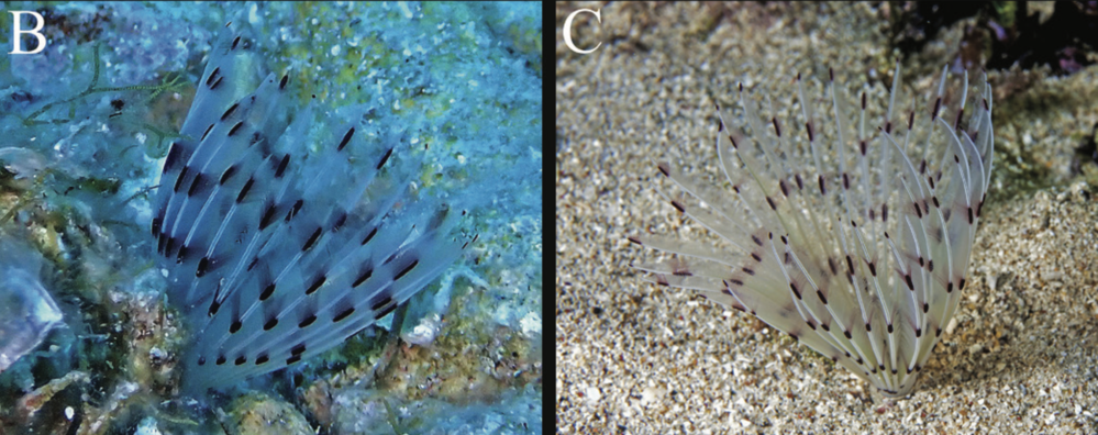 Newly-discovered species of sea-worm from the Adriatic named after CMCC scientist